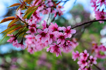 Prunus cerasoides or Wild Himalayan Cherry.