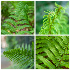 composition fougères