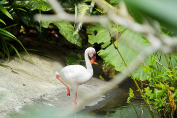 Obraz premium White feather Flamingo in the pond