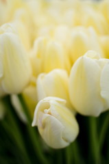 Fototapeta premium Tulips season at Redmond farmer market