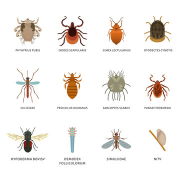 Human skin parasites and housing pests insects isolated disease bug macro animal bite vector illustration