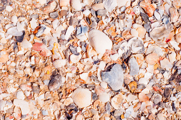 seashell carcass in the sand on the beach