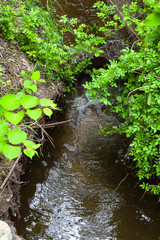 Creek in the forest, nature landscape