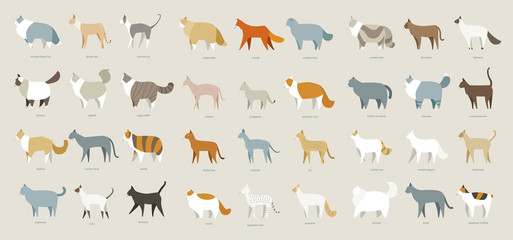 cat breed set vector illustration flat design - obrazy, fototapety, plakaty