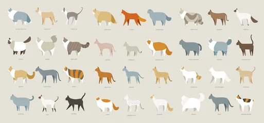 Tuinposter cat breed set vector illustration flat design © MINIWIDE