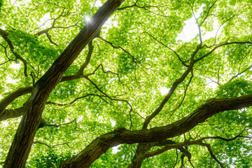 新緑の楓
