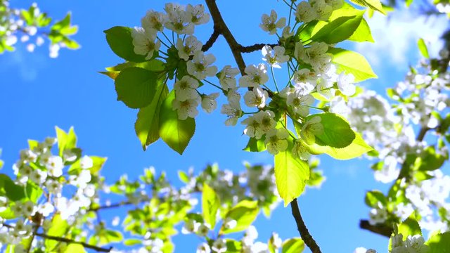 4K Slow Motion Spin Shot, White Cherry Blossoms and Blue Sky Macro Shot