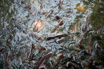 Iridescent shark, Striped catfish, Sutchi catfish in temple area