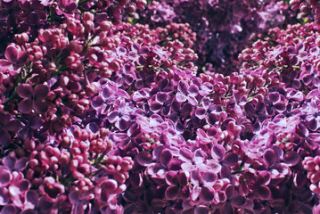 Lilac flowers. Violet lilac bush close up. Spring floral background