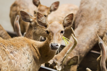 The deer are eating © rineca