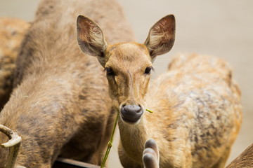 The deer are eating © rineca