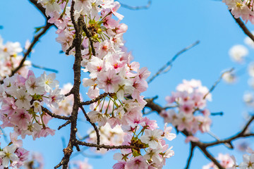 京都の桜