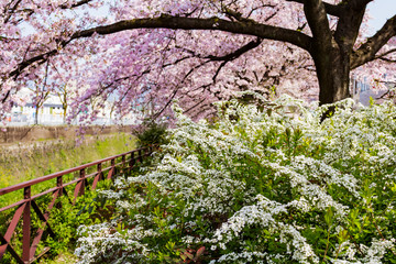 京都の桜