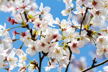 京都の桜