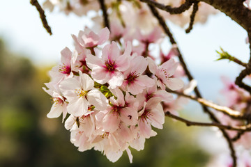 京都の桜