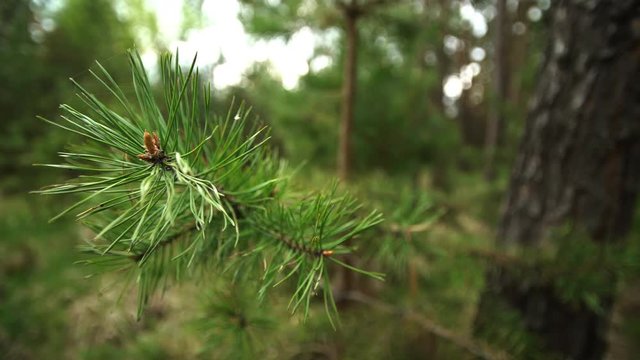 Pine branch with spiderweb close up.