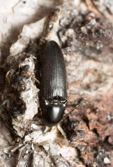 Click beetle, Ampedus nigrinus on birch wood