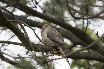 Dove on a branch