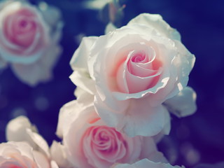 Fototapeta premium 薔薇