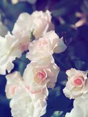 薔薇