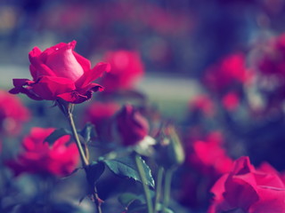 薔薇