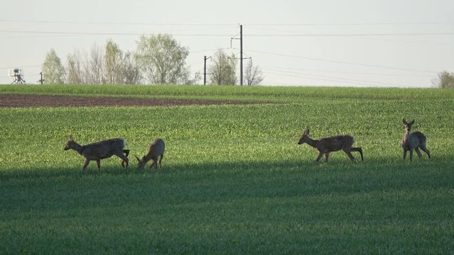 Four roe deer group on spring wheat field in morning sunlight