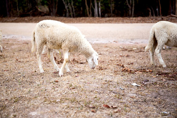 Obraz premium Sheep in nature