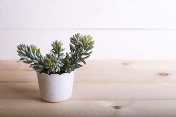 Succulent in pot wooden table background with copy space. minimalist composition. selective focus.