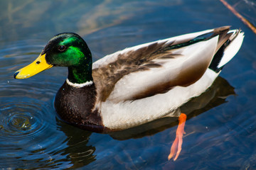 Mallard Duck