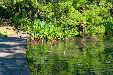 Fototapeta na wymiar Pond with ducks in garden
