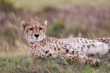 Fototapeta na wymiar Cheetah lying in the grass