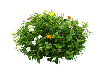 flower bush tree isolated with clipping path