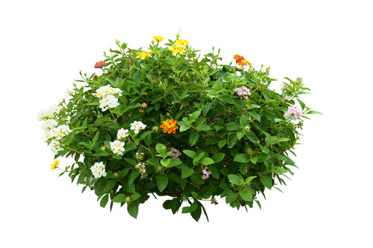 Flower Bush Tree Isolated With Clipping Path