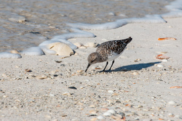 Sandpiper bird on the beach looking for food.