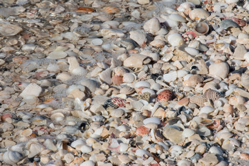 Seashells partly covered by a wave at the beach.