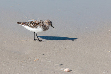 Sandpiper bird walking along the sea shore.