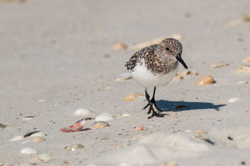 Sandpiper and seashells on a white sand beach.
