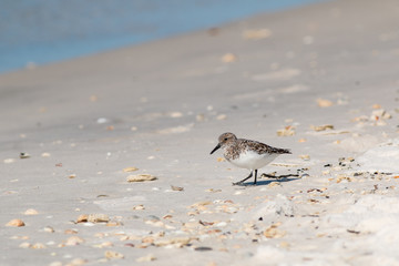Sandpiper bird walking the shore line.