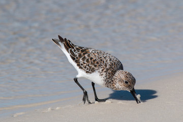 Sandpiper bird looking for food on the beach.