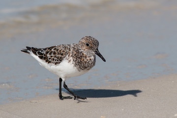 Sandpiper bird on a white sandy beach.