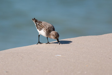 Sandpiper bird with his beak in the sand on the beach.