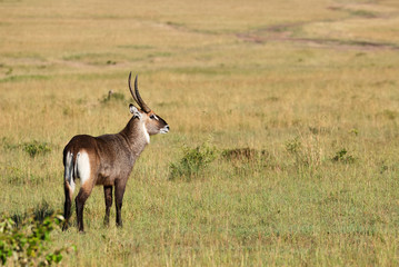 waterbuck (Kobus ellipsiprymnus)