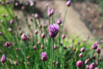 Purple chives blossoms in the spring garden      