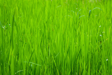 Rice fields Or grass green Close up ,Natural green Background texture