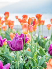 Tulips in outdoor park