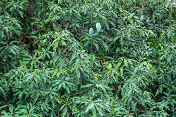 Mango fruit on the tree. Full of leaves