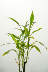 Bamboo houseplant with light misty background
