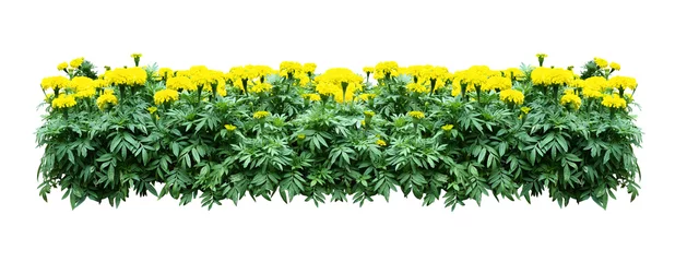 Crédence de cuisine en verre imprimé Fleurs Arbre de brousse à fleurs jaunes isolé avec un tracé de détourage