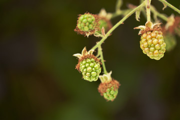 Unripe Blackberries closeup with a blurry background