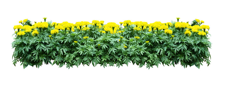 Fototapeta yellow flower bush tree isolated with clipping path